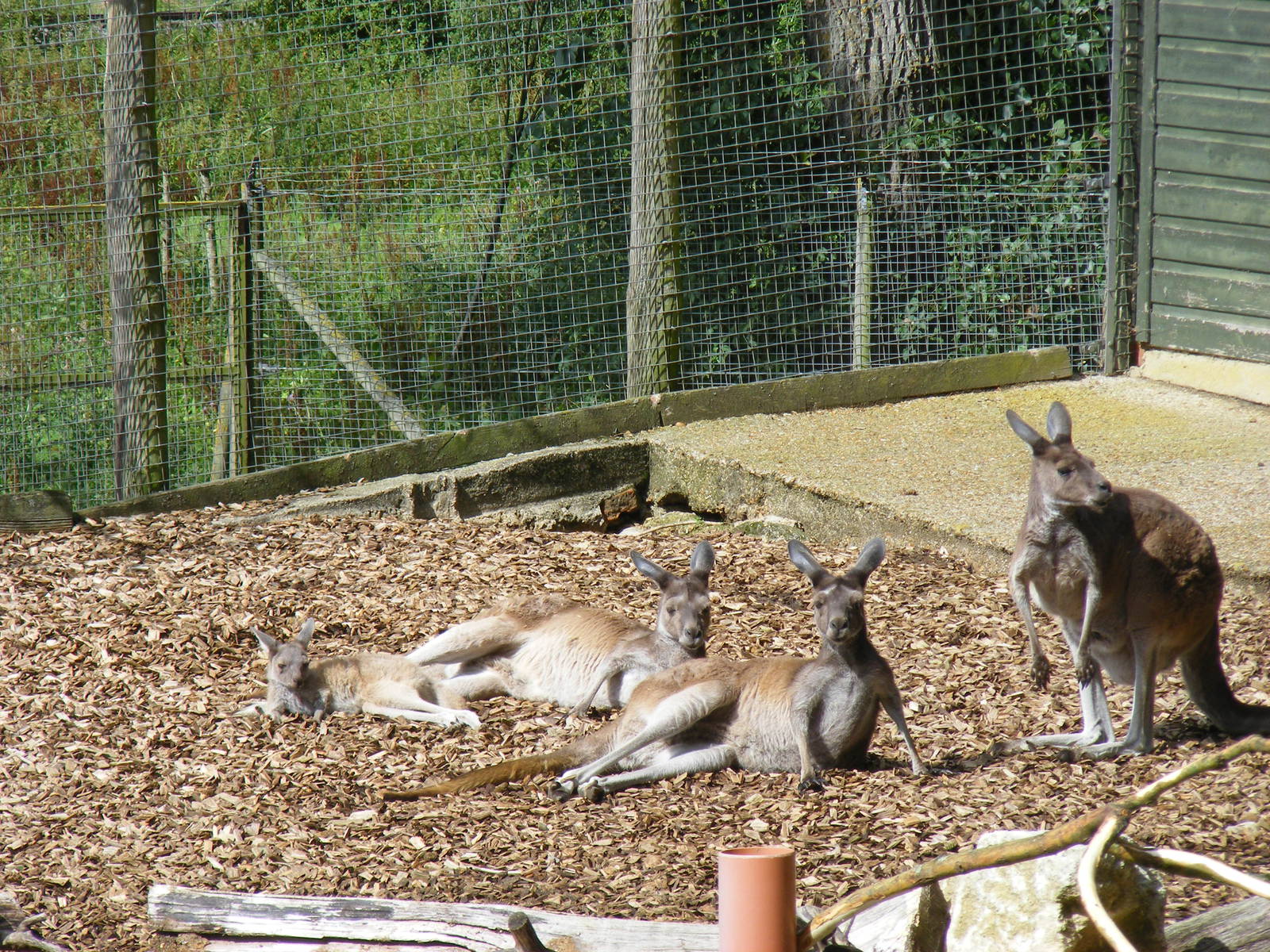 Grey kangaroos with joey at Marwell Wildlife, 7 August 2011