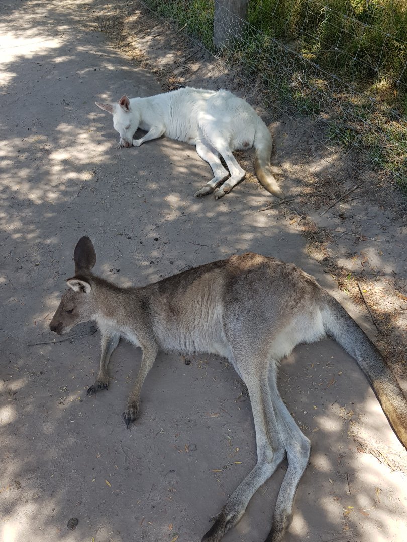 Grey Kangaroos