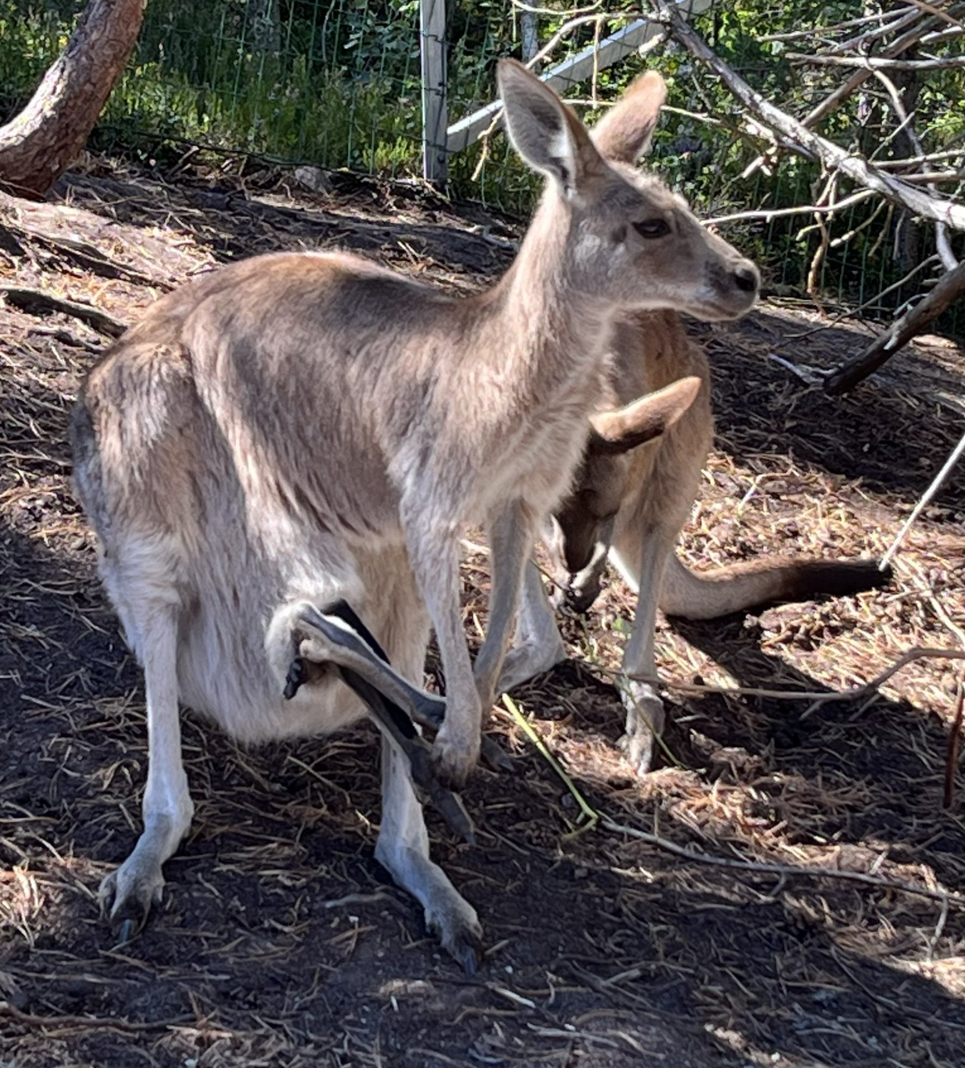 Grey Kangaroos