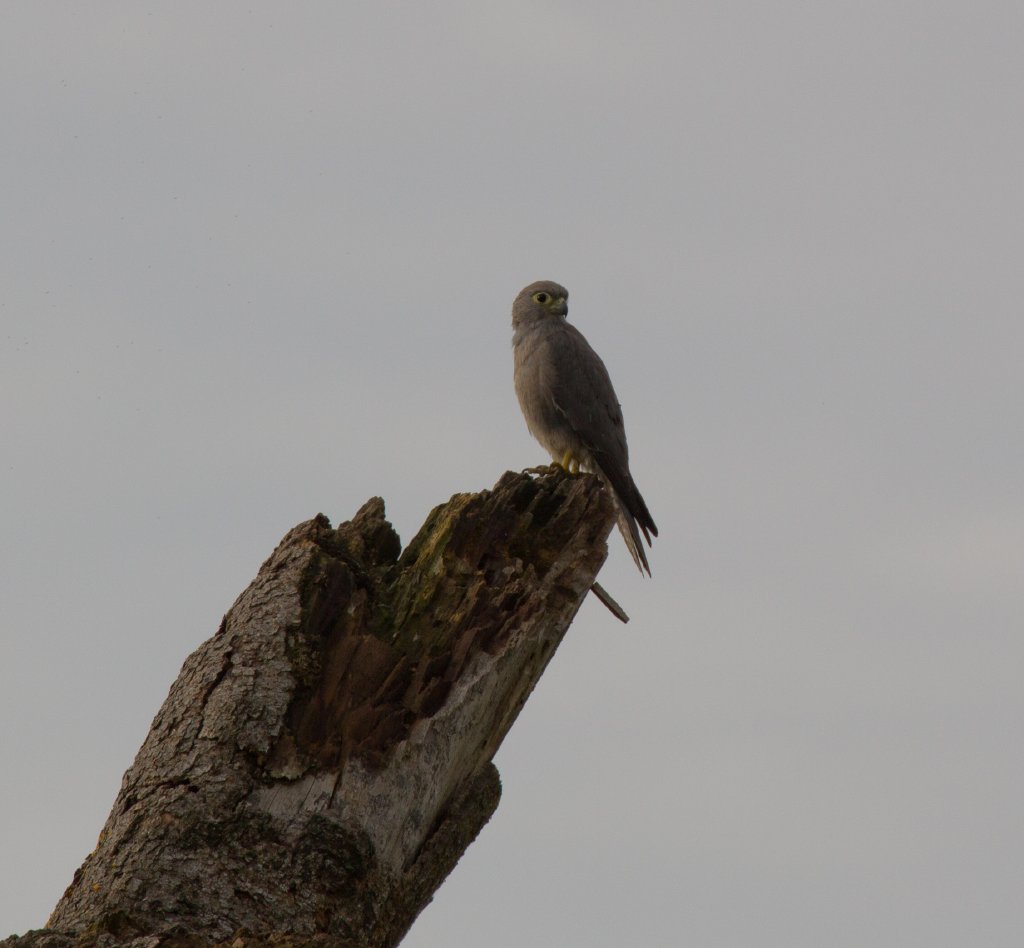 Grey Kestrel