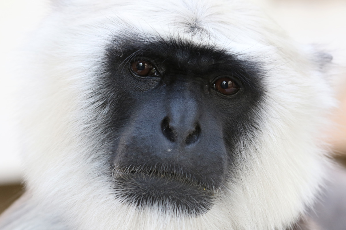 Grey Langur at ZSL London Zoo 2/11/2018