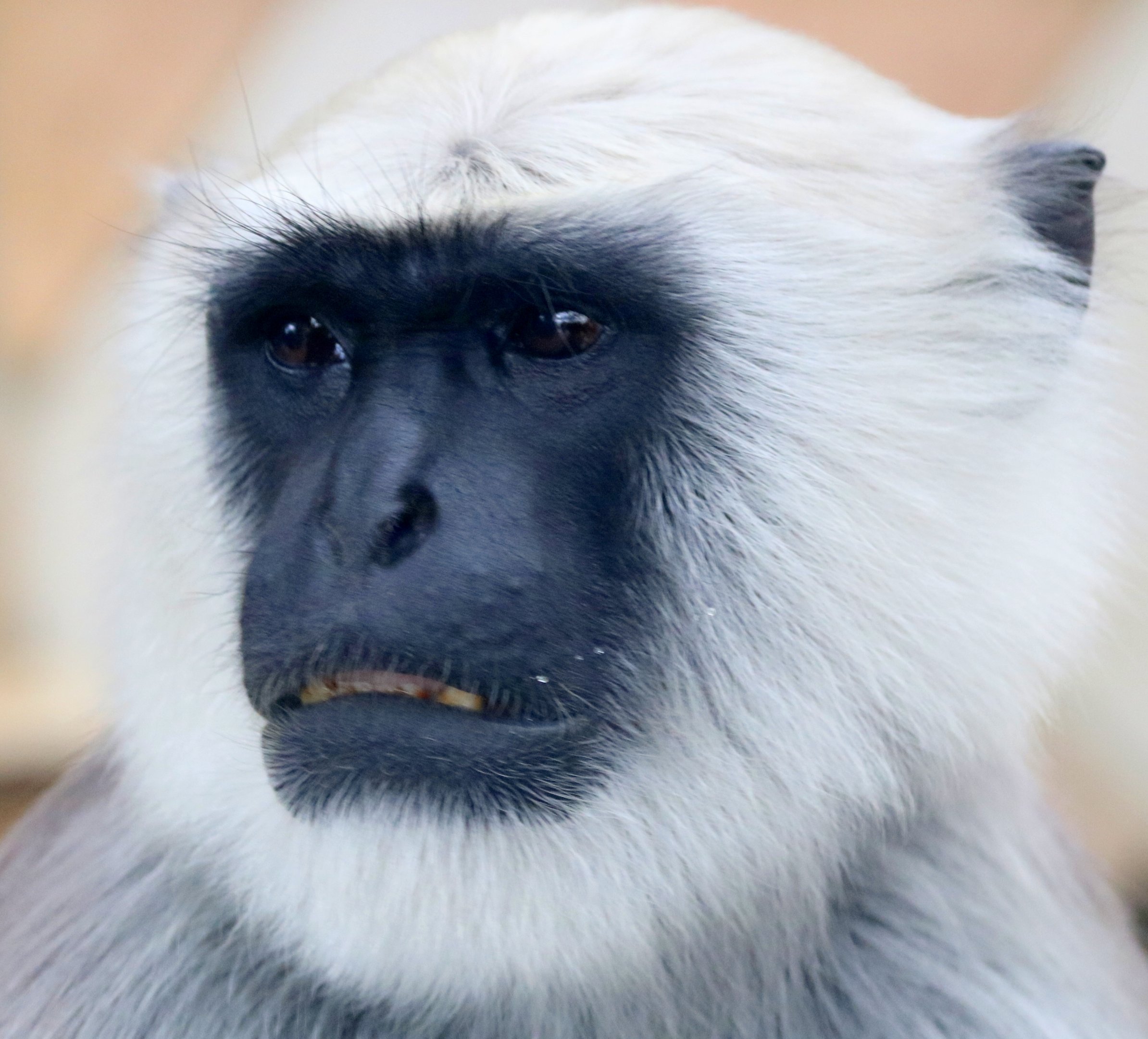 Grey langur; London Zoo; 11th February 2018