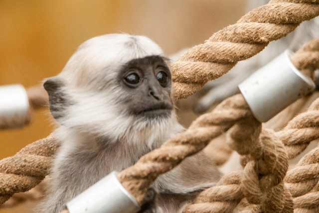 Grey langur (Semnopithecus entellus)