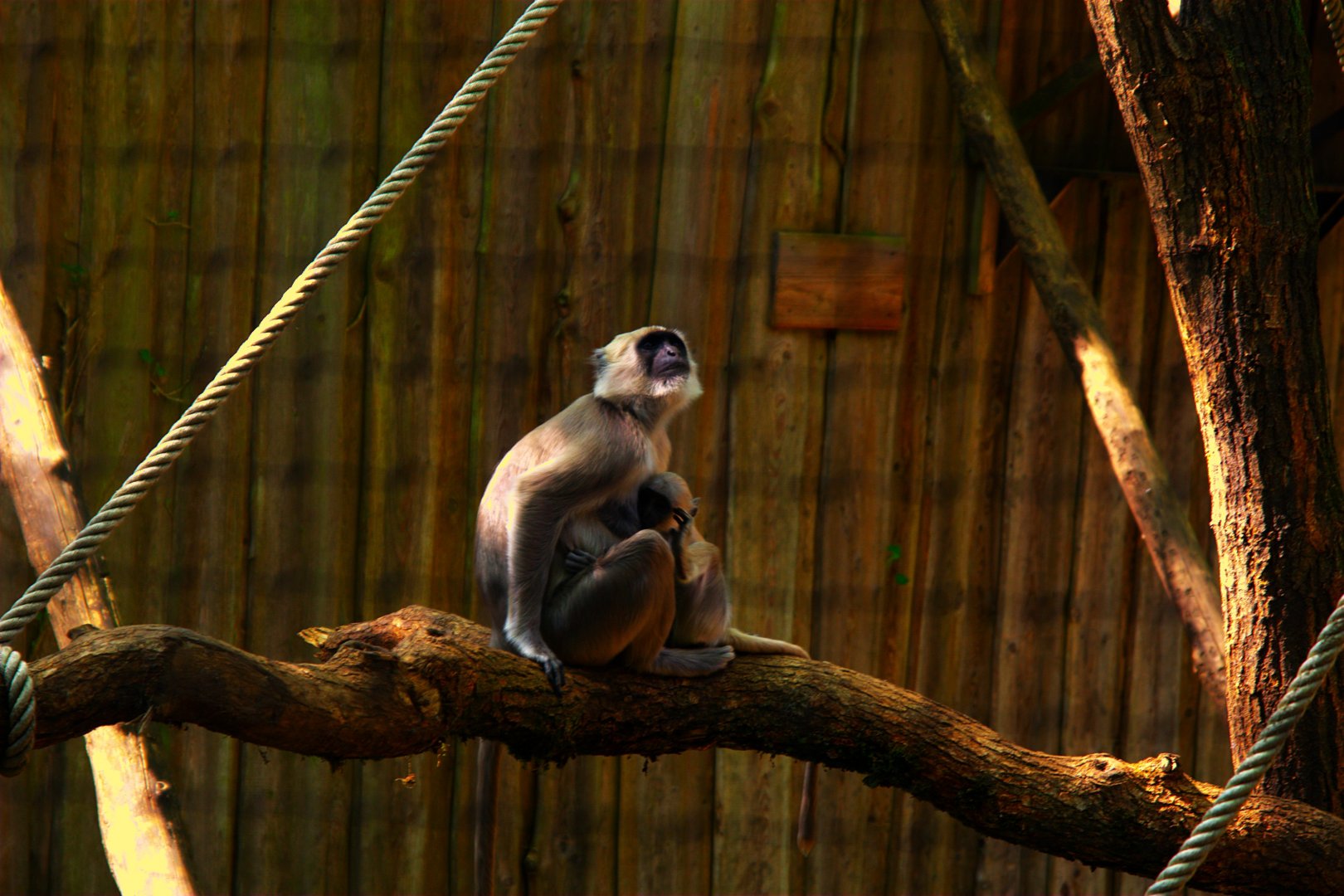 Grey Langur (Semnopithecus entellus)
