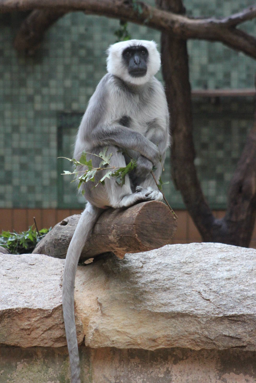 Grey langur