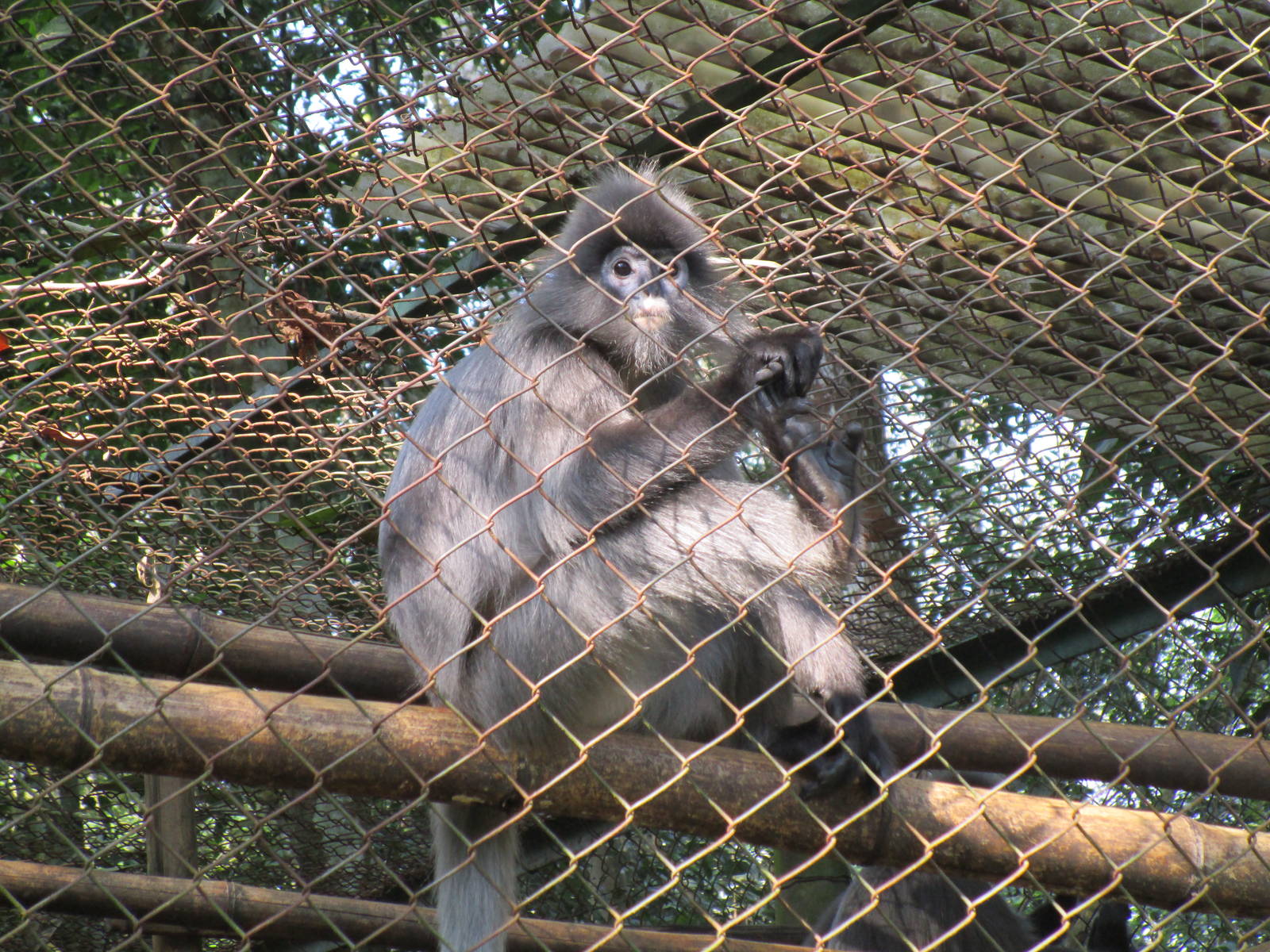 Grey Langur
