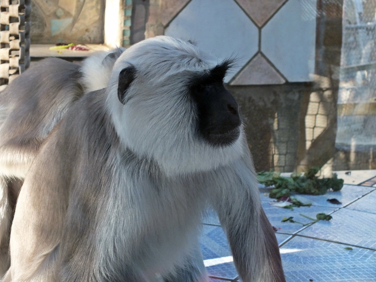 Grey langur