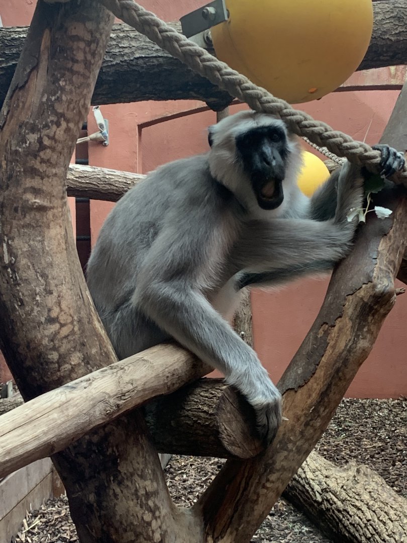 Grey langur