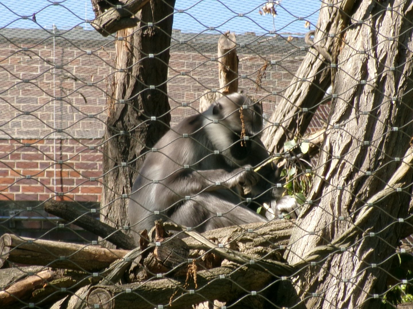 Grey langur