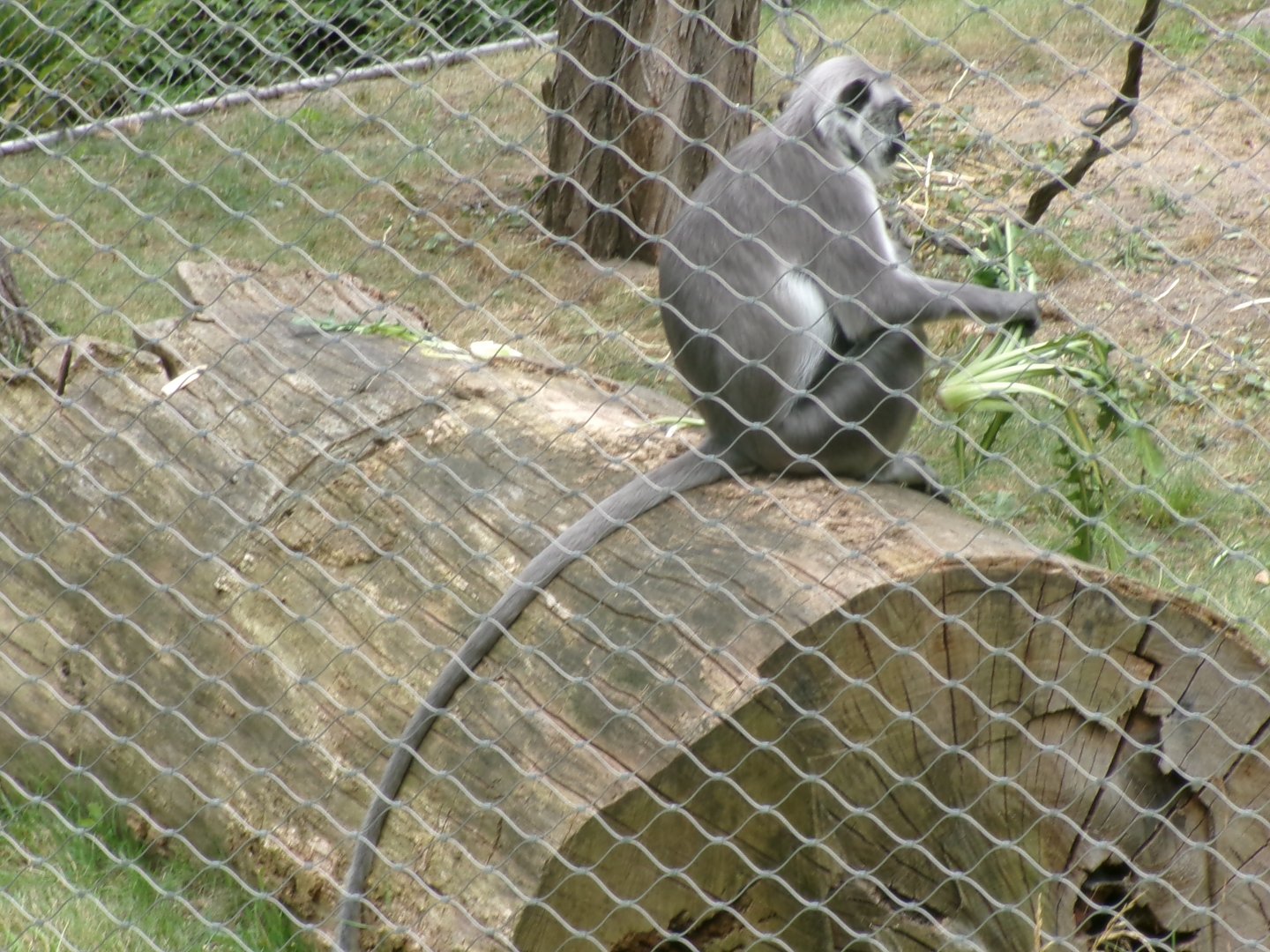 Grey langur