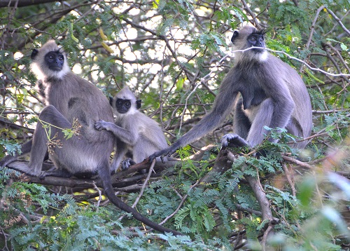 Grey langurs