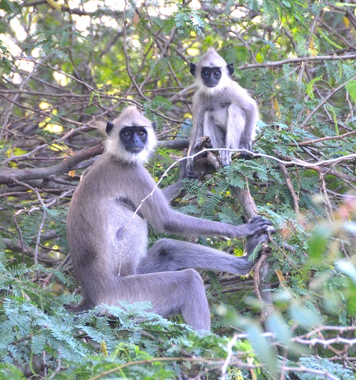 Grey langurs