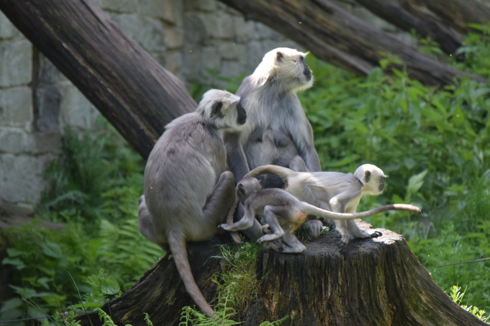 Grey langurs