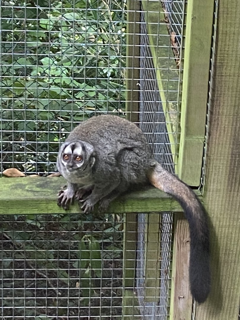 Grey-legged douroucouli 050820