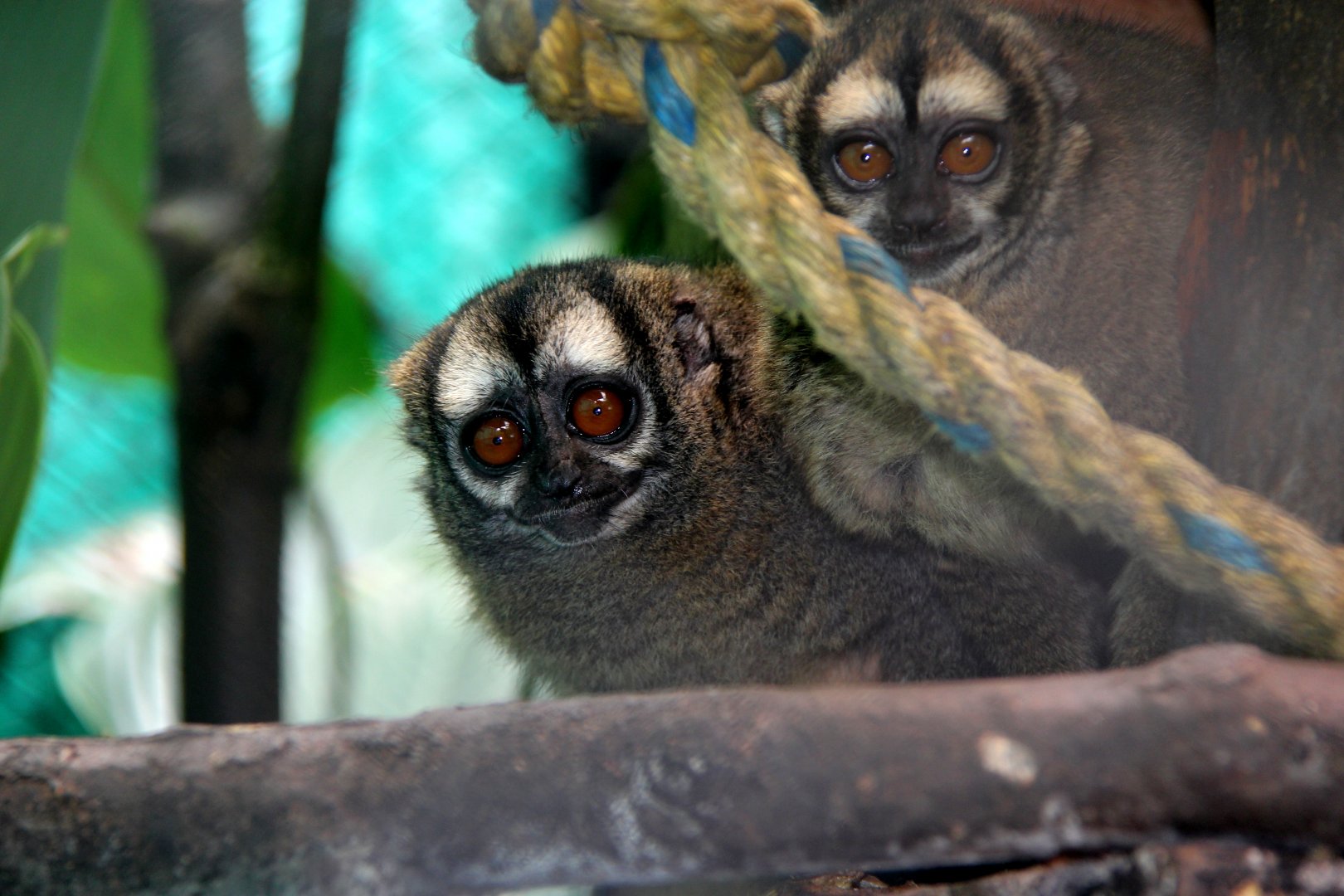 Grey-legged douroucouli (Aotus griseimembra)