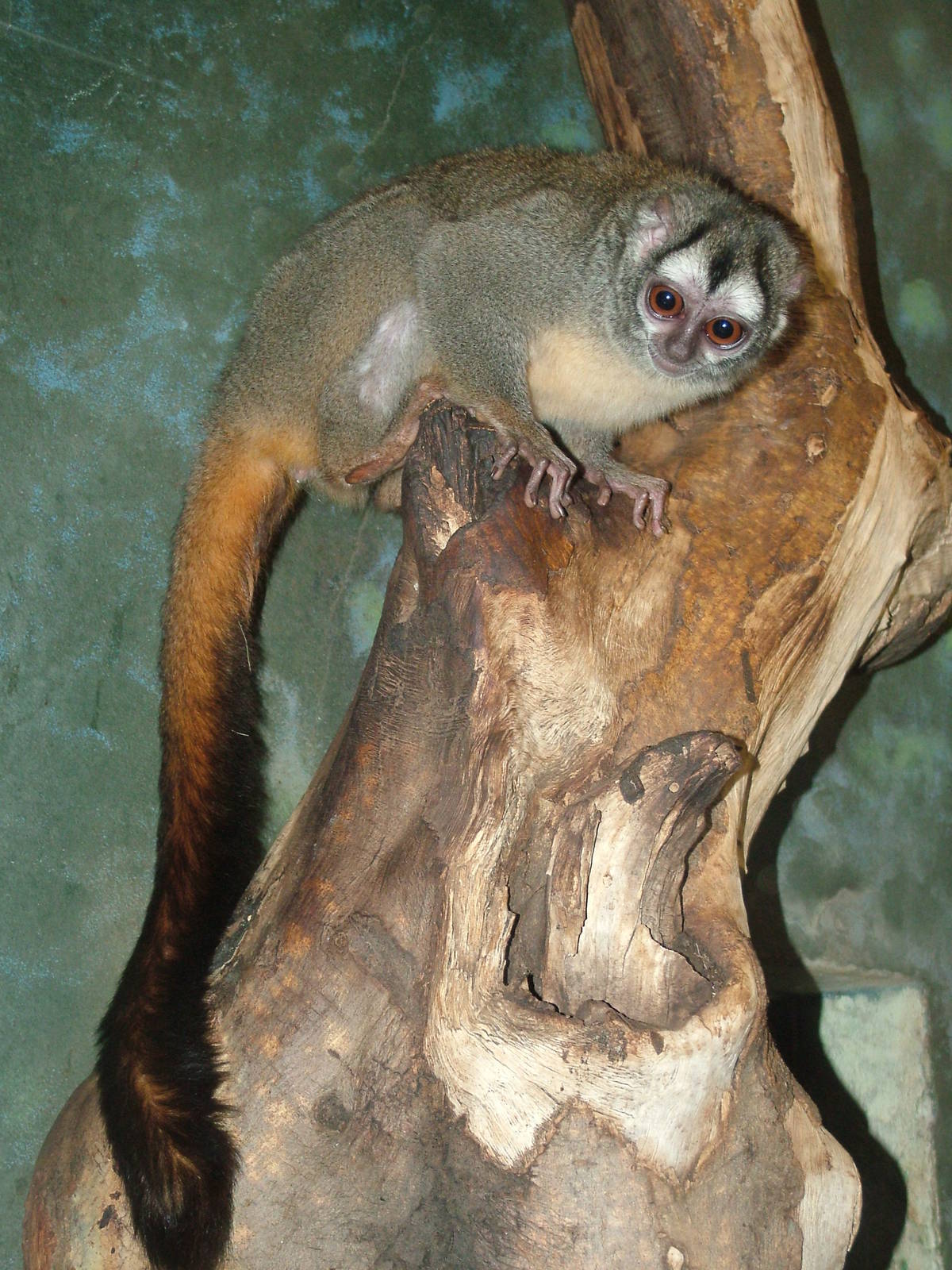 Grey-legged Douroucouli at Frankfurt 31/08/10