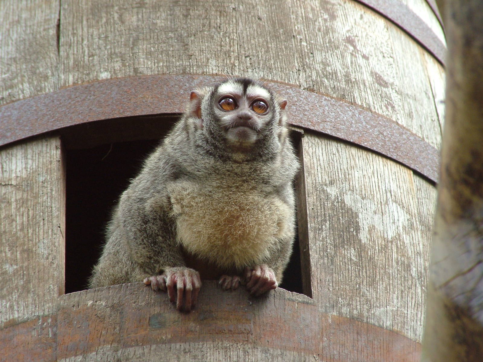 Grey-legged Douroucouli at Shaldon 10/04/09
