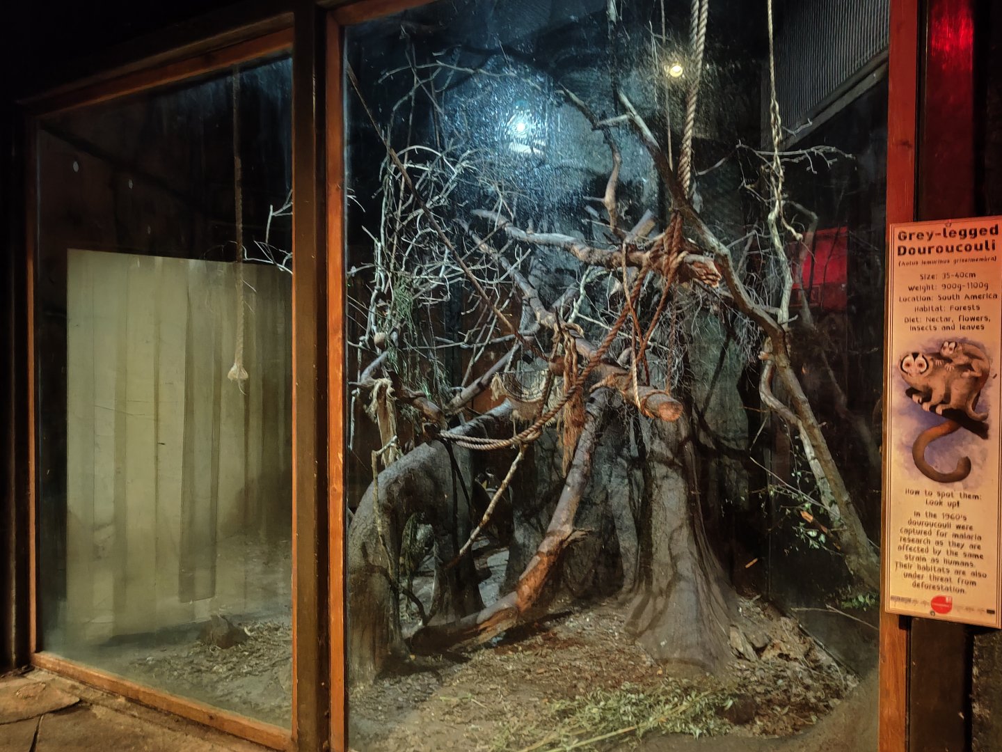 Grey-legged douroucouli enclosure (2)