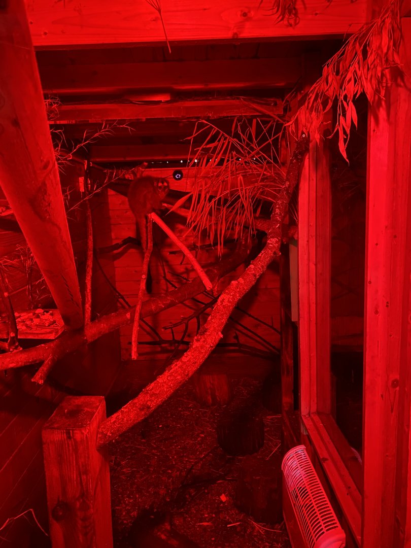 Grey-legged douroucouli enclosure 290723