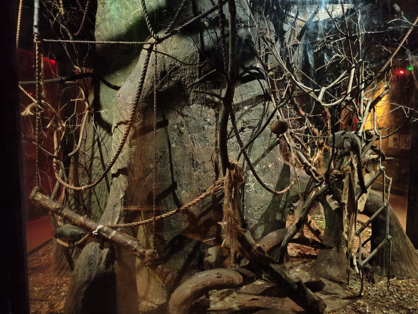 Grey-legged douroucouli enclosure