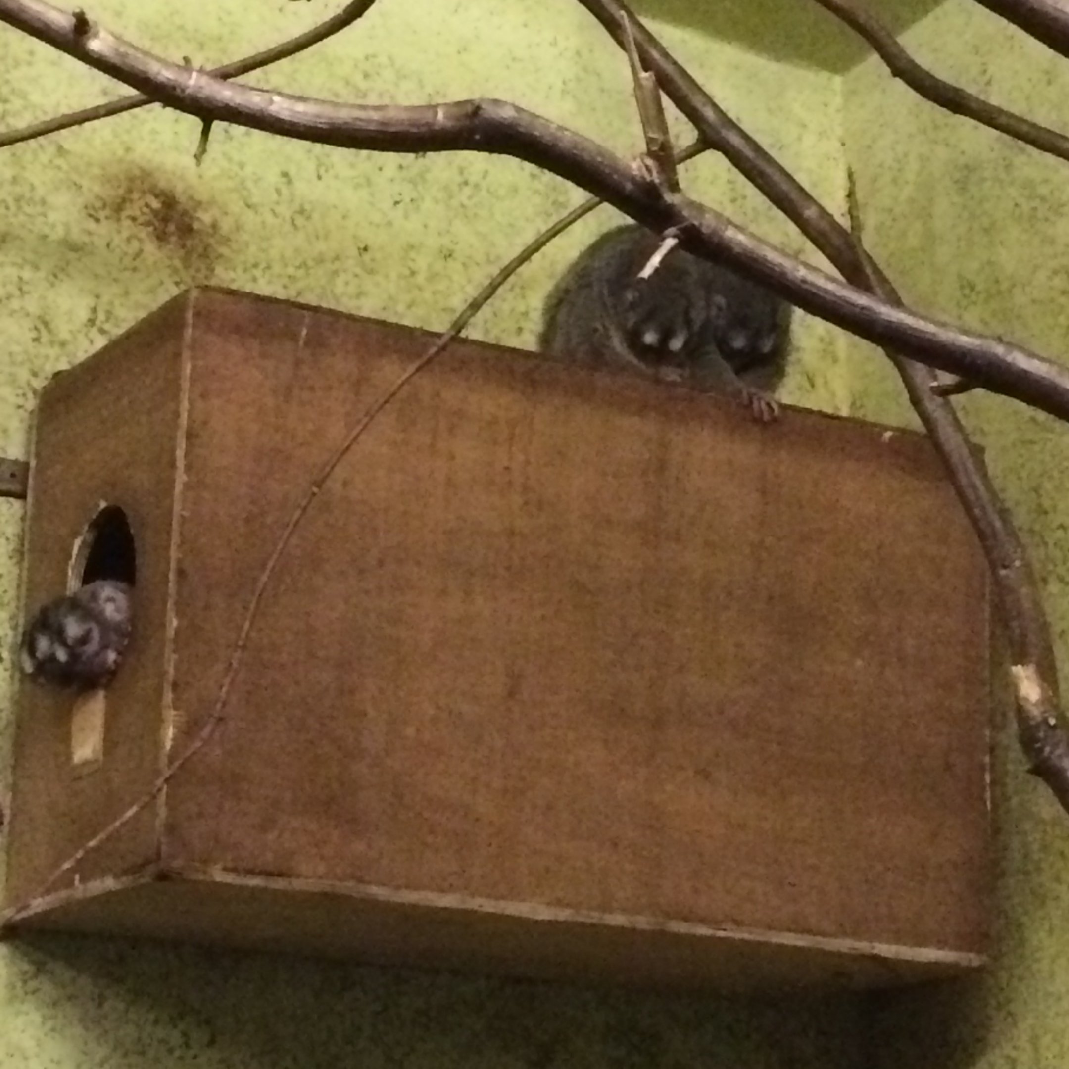 Grey-legged douroucouli family