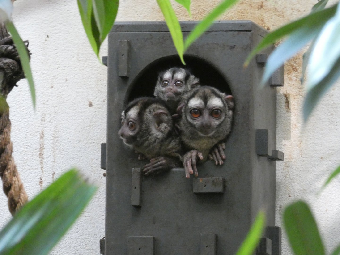 Grey-legged Douroucouli family