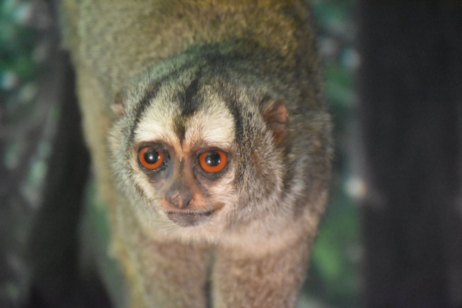 Grey-legged douroucouli