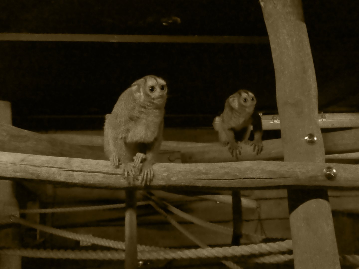 Grey-legged douroucouli