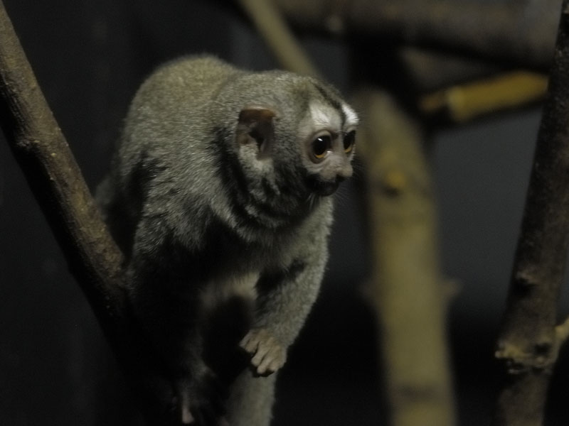 Grey-legged douroucouli