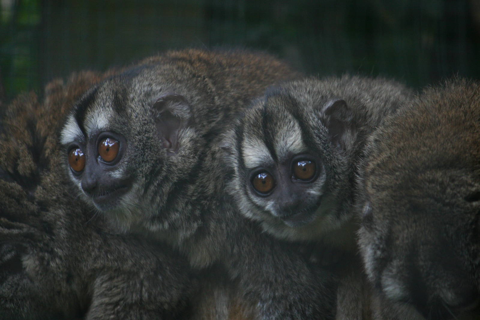 Grey-legged night monkey