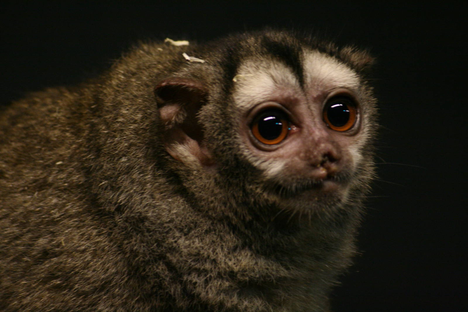 Grey-legged night monkey