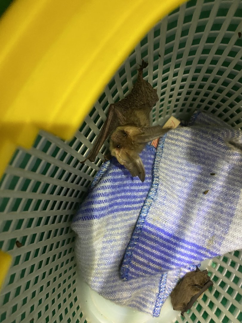 Grey Long-eared Bat (Plecotus austriacus)