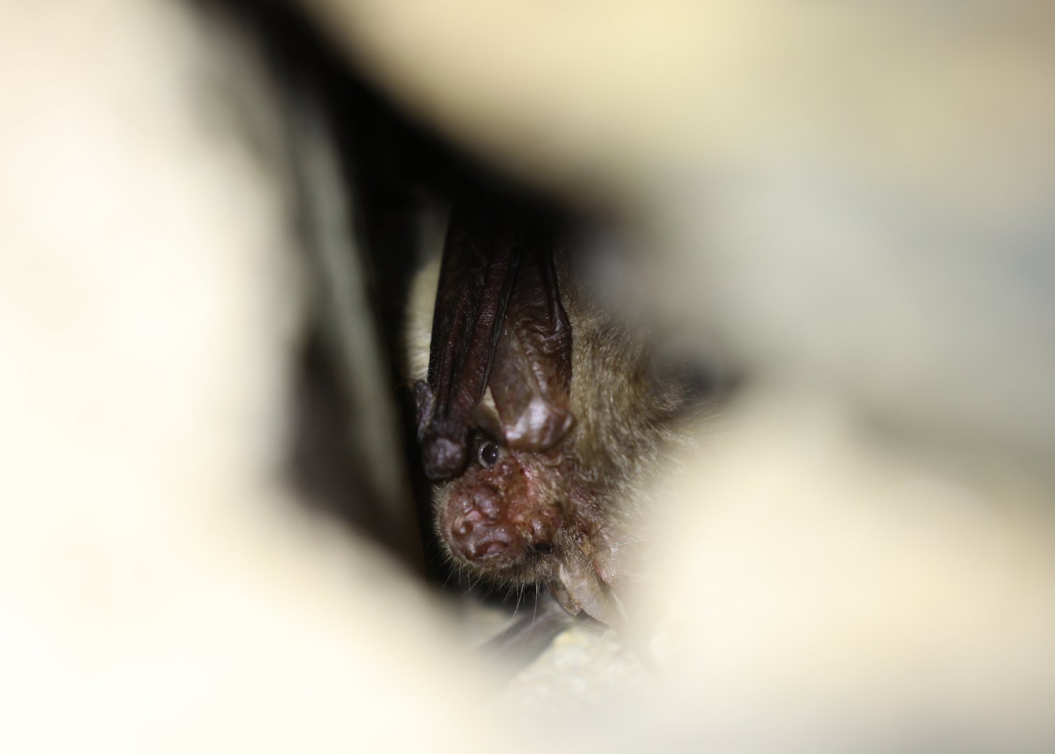 grey long-eared bat (Plecotus austriacus)