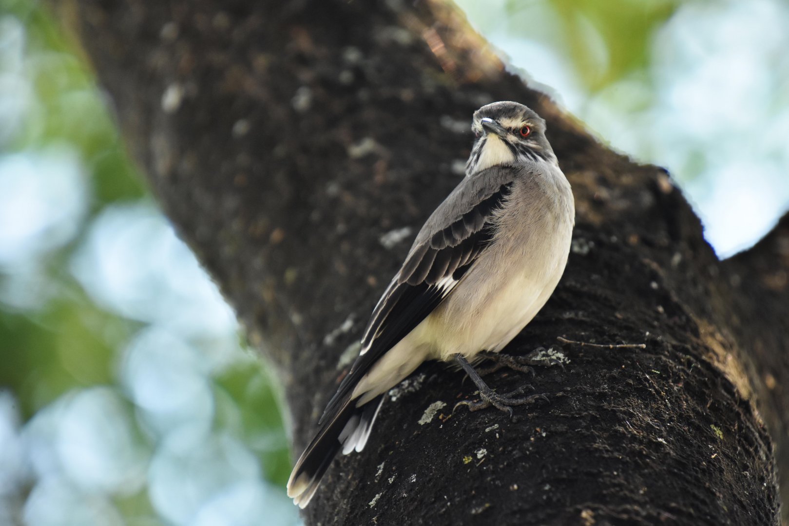 Grey Monjita (Xolmis cinereus)
