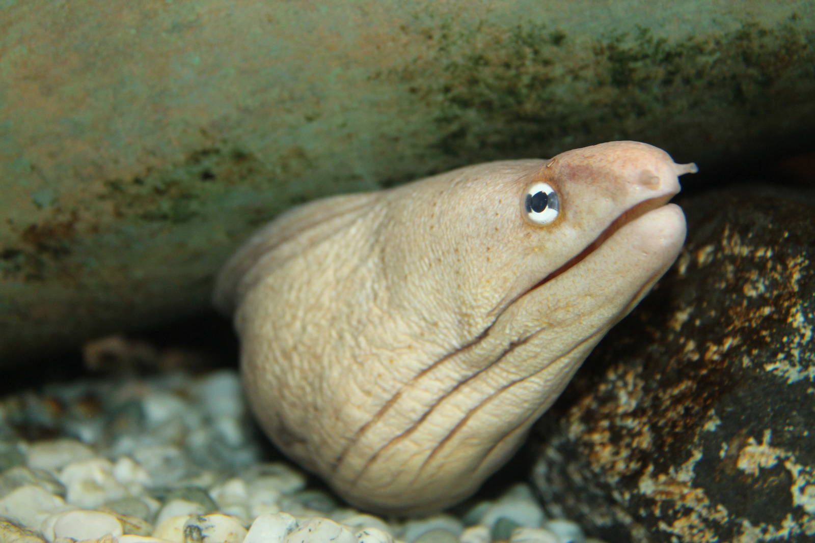 grey moray (Gymnothorax nubilus)