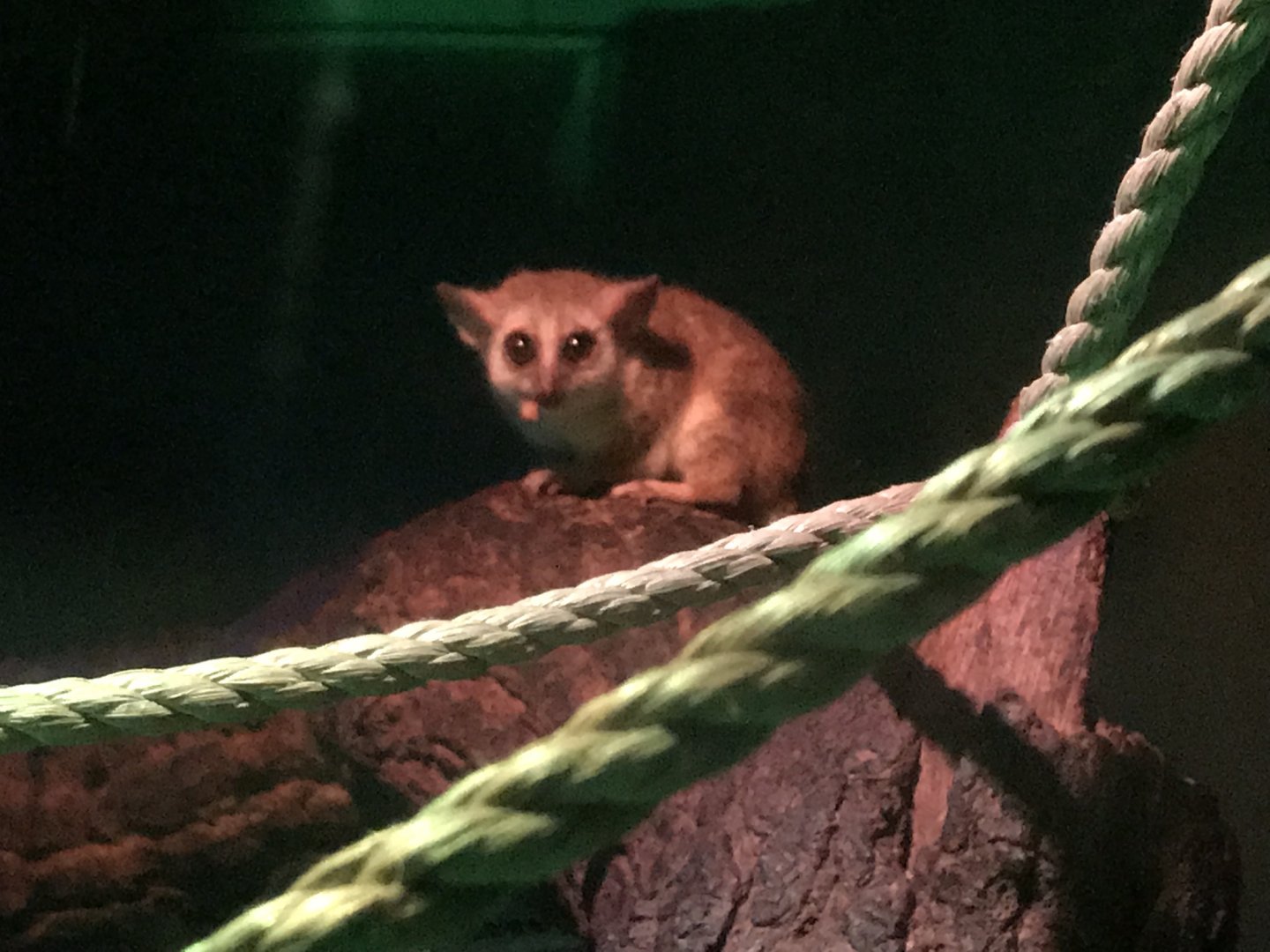 Grey mouse lemur 250318