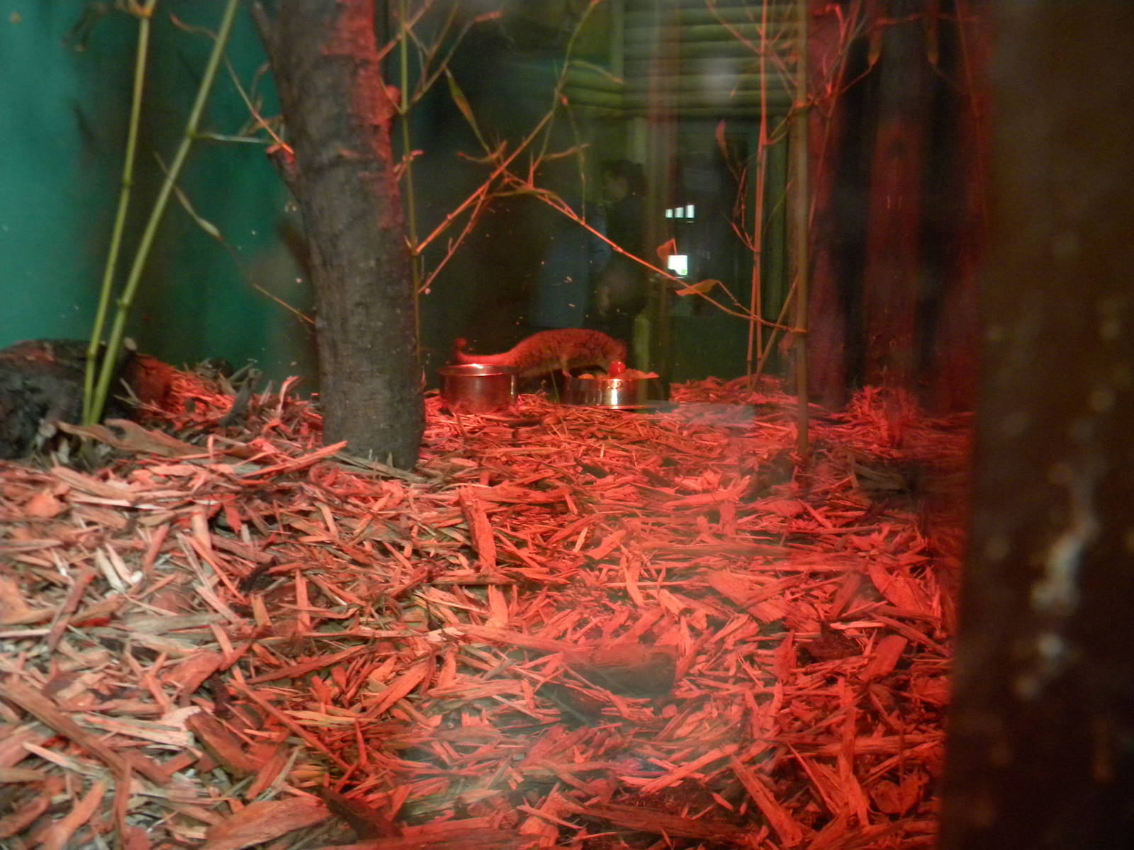 Grey Mouse Lemur at Blackpool Zoo 12/06/11