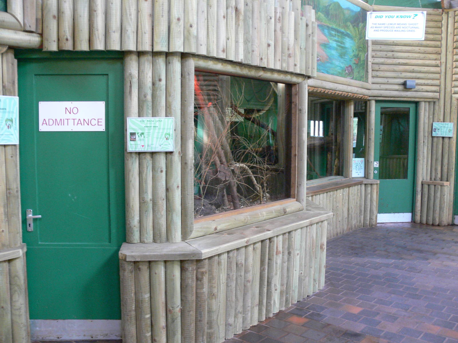 Grey Mouse Lemur at Blackpool Zoo, 27/01/13