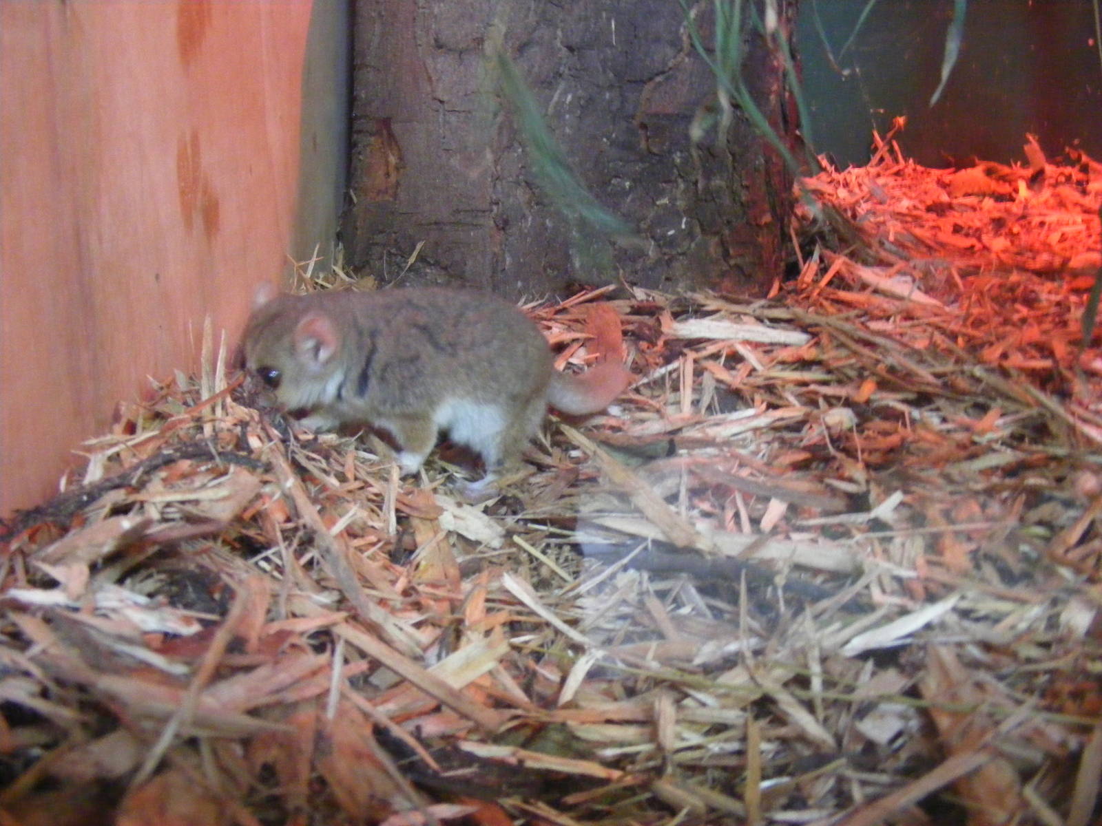 Grey mouse lemur at Blackpool Zoo, 29 December 2009