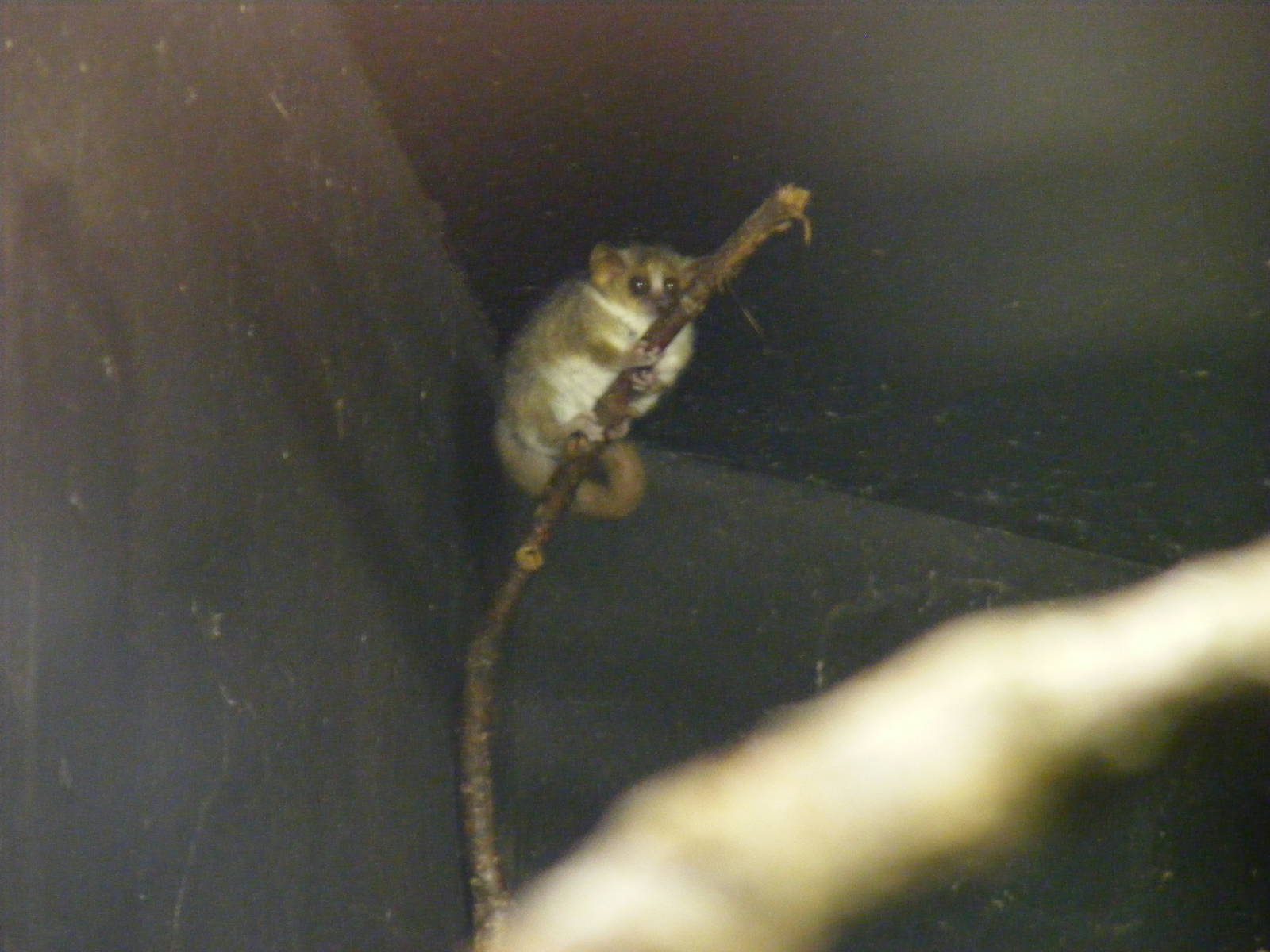 Grey mouse lemur at Bristol Zoo, 6 March 2011
