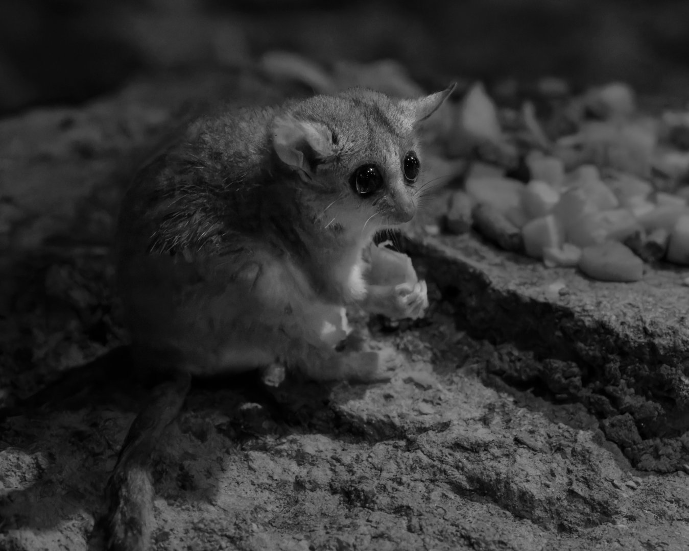 Grey Mouse Lemur/ Cotswold Wildlife Park / 5-4-23