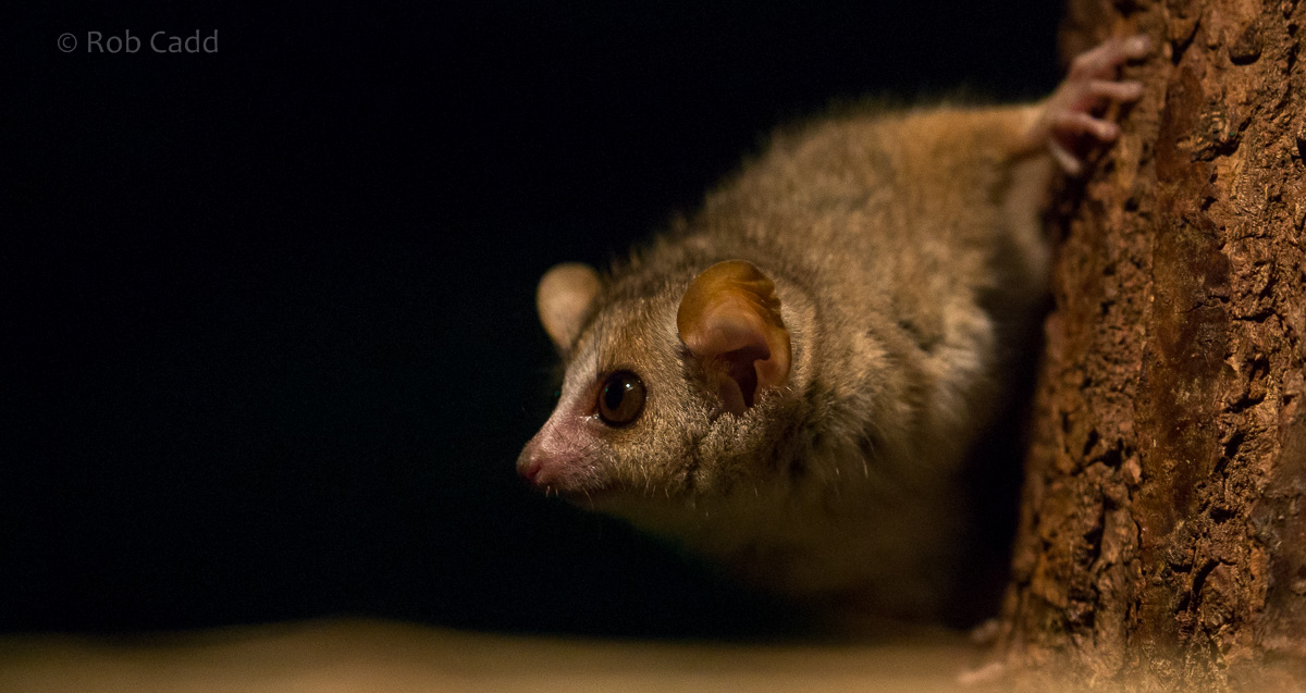 Grey mouse lemur : Cotswold WP : 18 Dec 2015