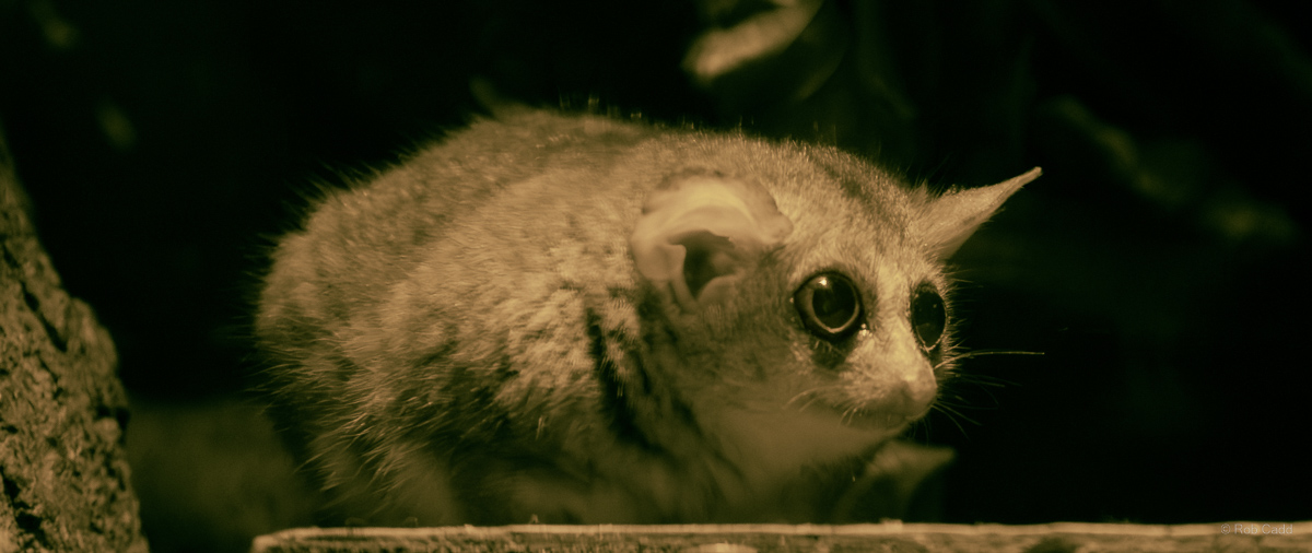 Grey mouse lemur : Cotswold WP : 23 Aug 2025