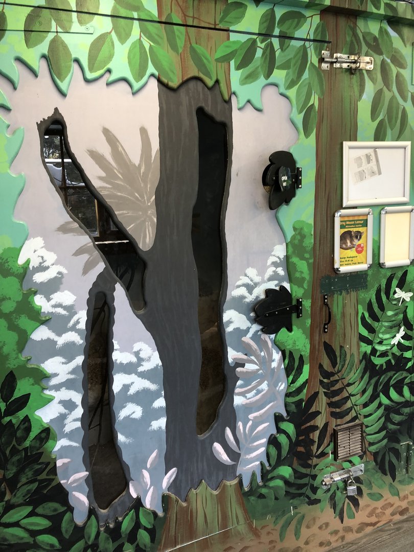 Grey Mouse Lemur Enclosure at Tropical Butterfly House (March 2023)