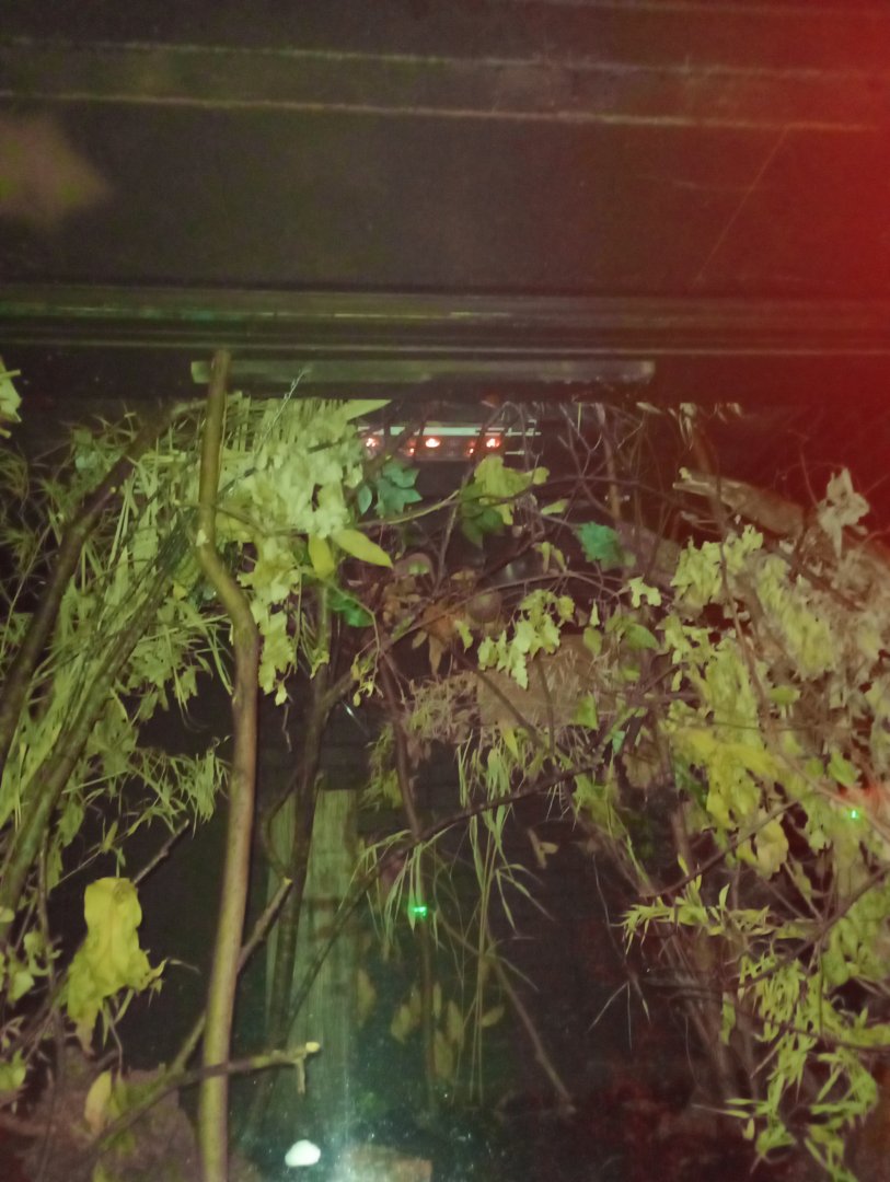 Grey mouse lemur enclosure