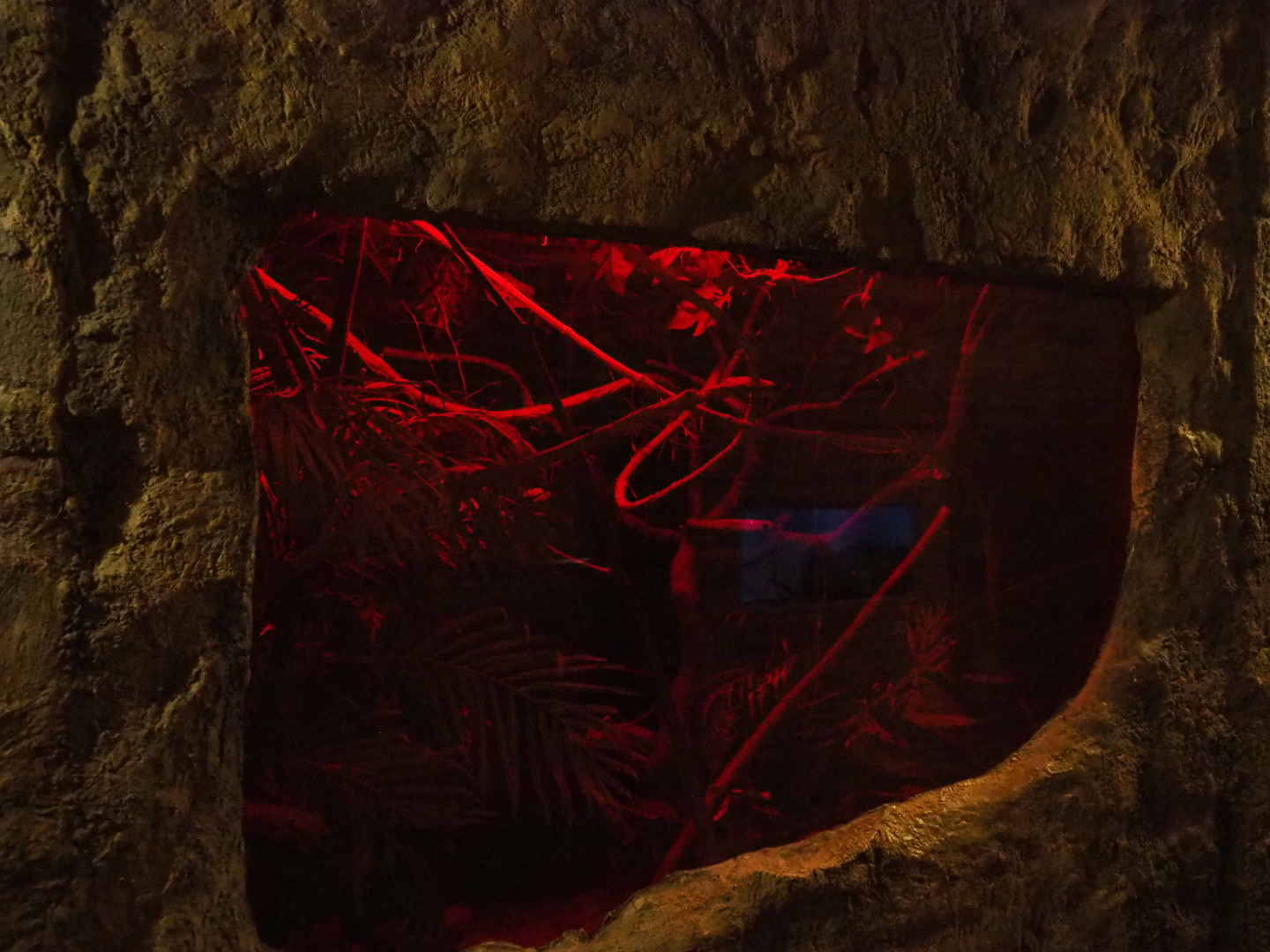 Grey mouse lemur exhibit, 2019-10-05