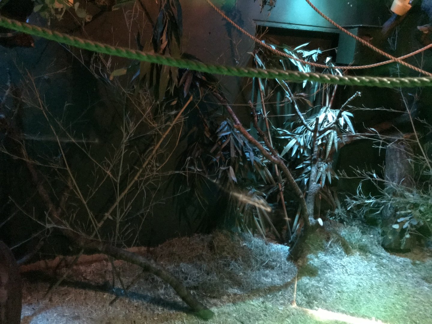 Grey mouse lemur exhibit 250318