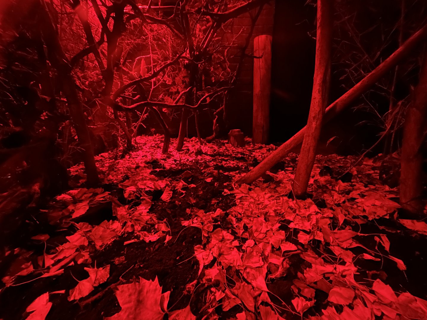 Grey Mouse Lemur Exhibit - Rainforest Life