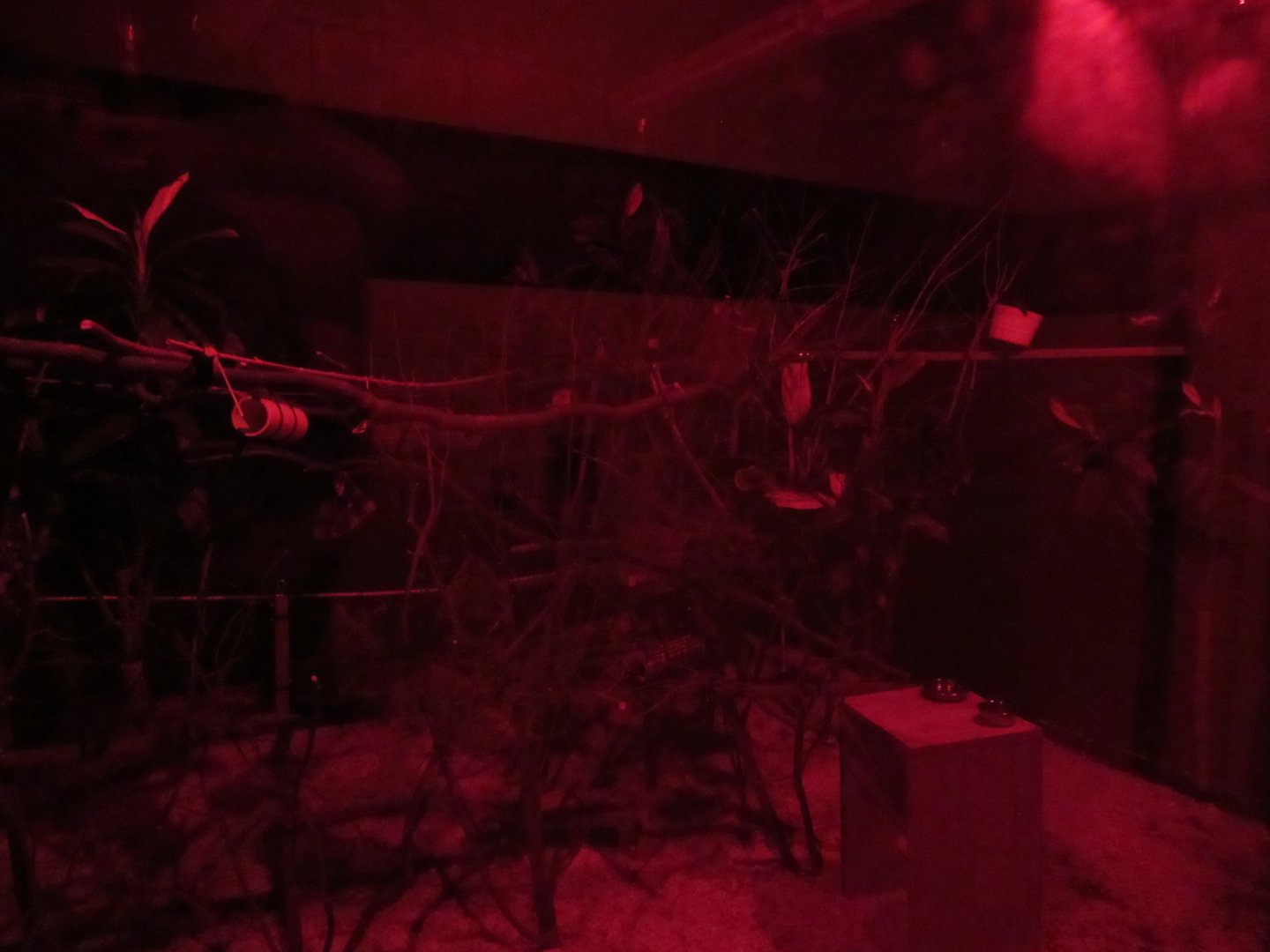 Grey Mouse Lemur Exhibit