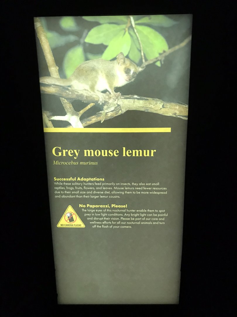 Grey Mouse Lemur Graphic